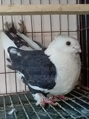 Black Shirt in Pigeon