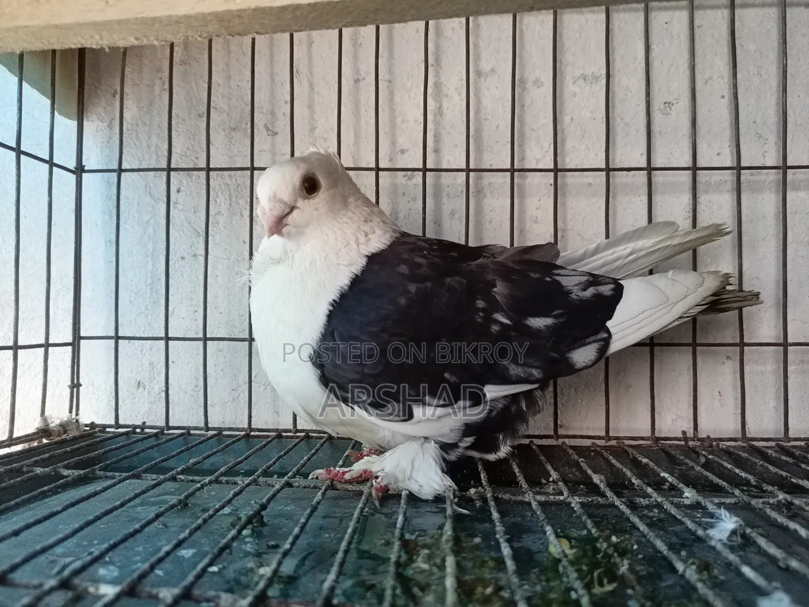 Black Shirt in Pigeon