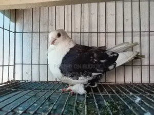 Black Shirt in Pigeon