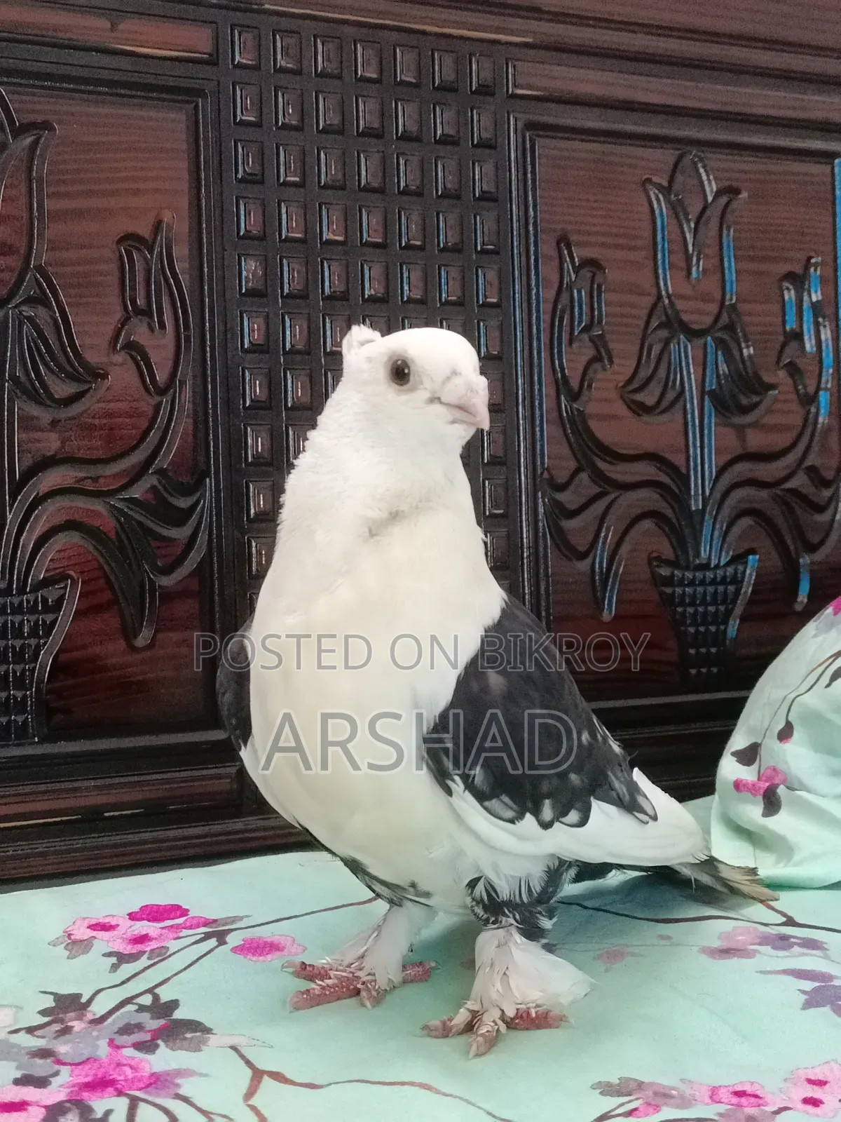Black Shirt in Pigeon