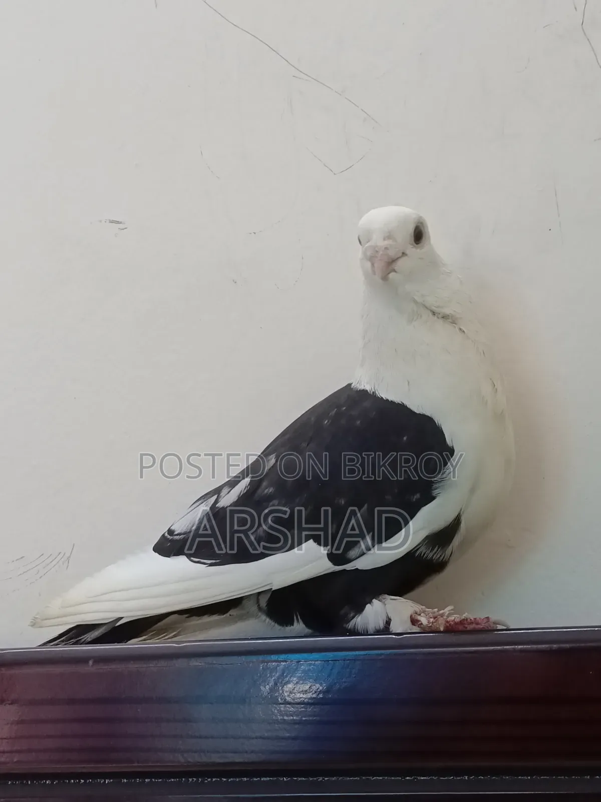 Black Shirt in Pigeon