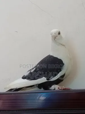 Black Shirt in Pigeon