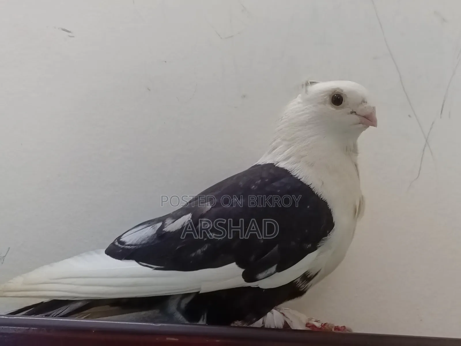 Black Shirt in Pigeon