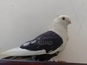 Black Shirt in Pigeon