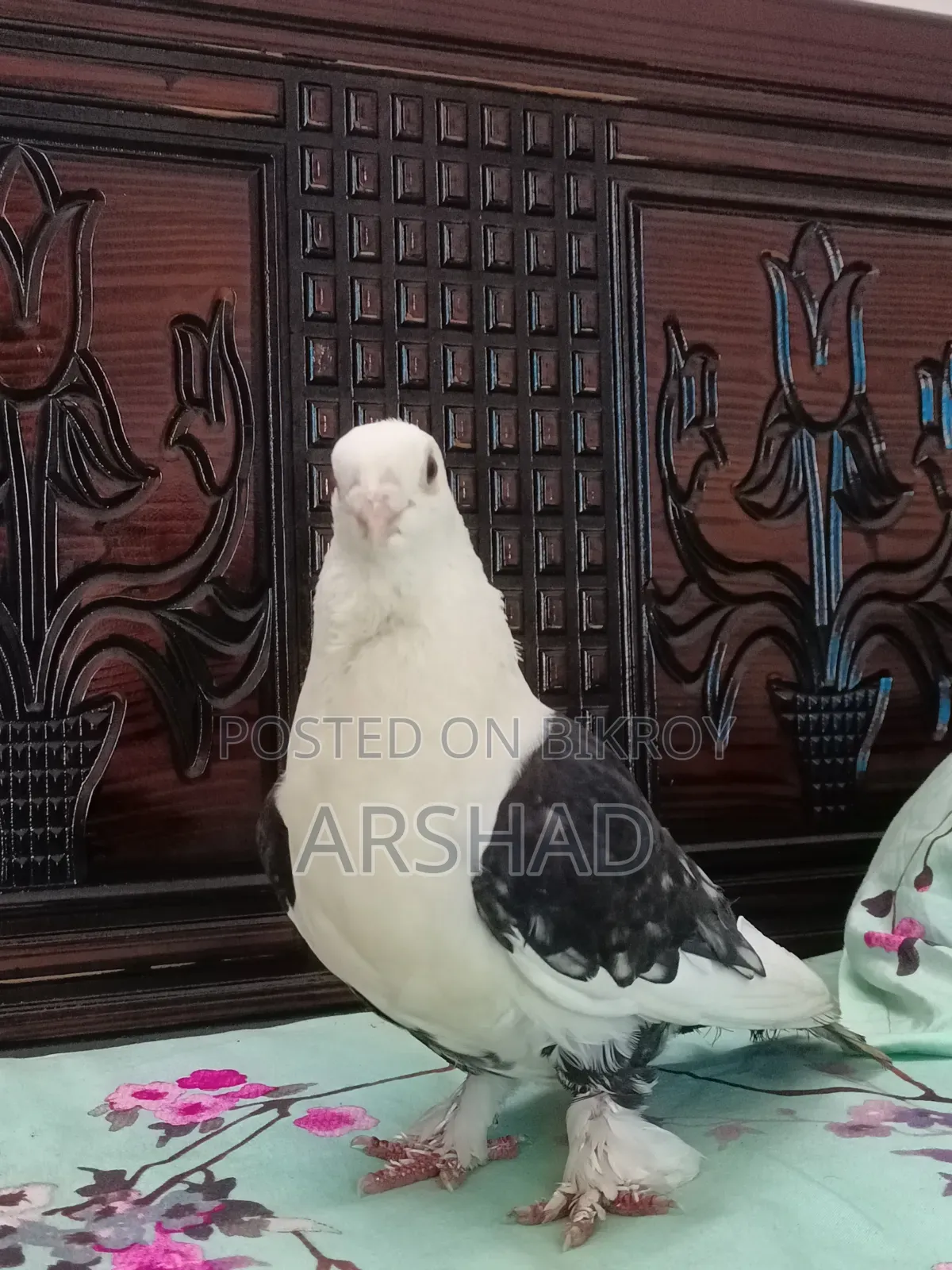 Black Shirt in Pigeon