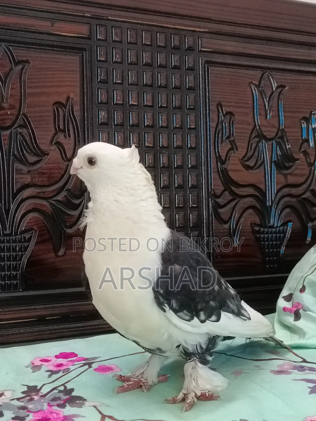 Black Shirt in Pigeon