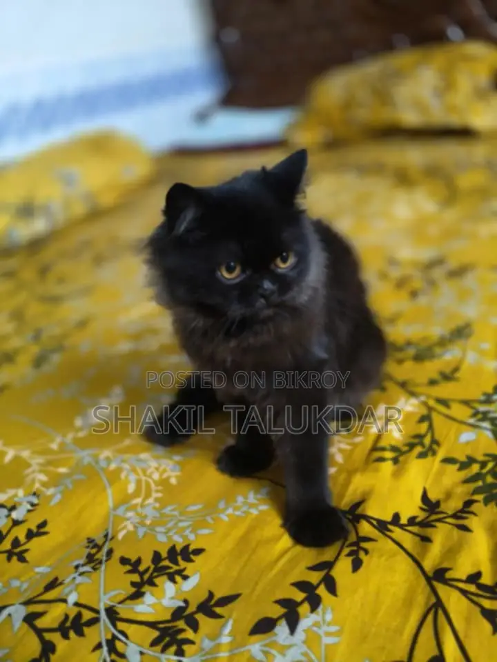 6-12 Months Female Purebred Persian