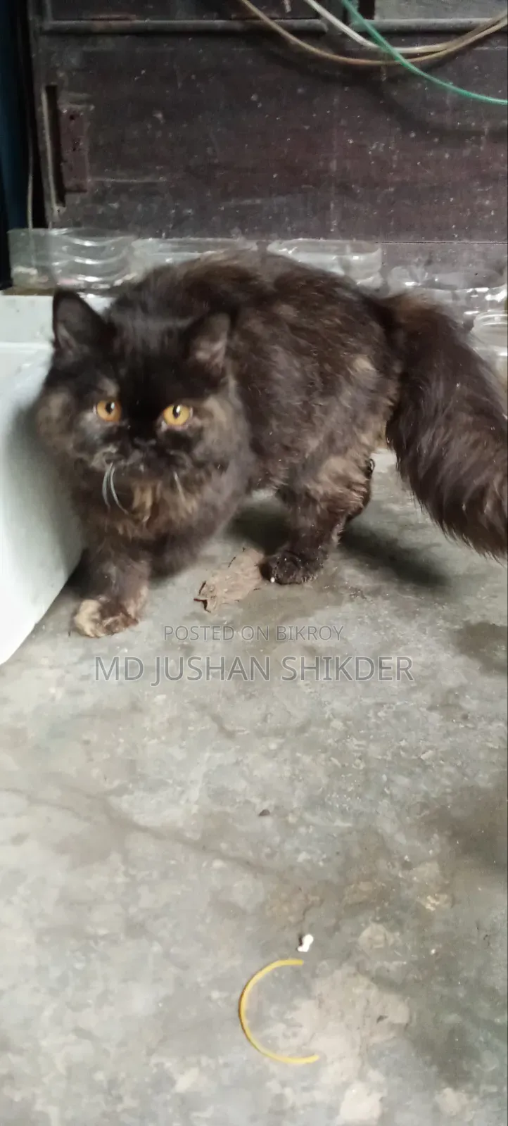 ৩-৬ মাসের ফিমেল পিওরব্রেড পার্সিয়ান বিড়াল