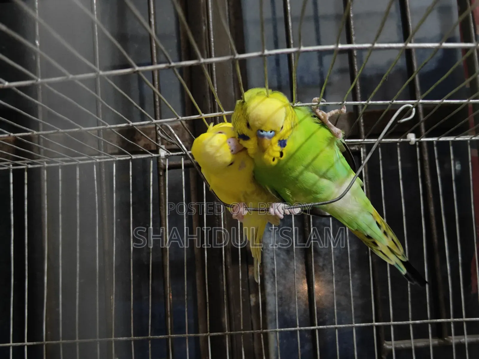 বাজিগর ৩টা ক্লাসিক এবং ১টি লুটিনো (Red Eye)