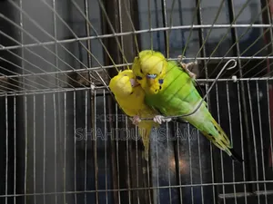 বাজিগর ৩টা ক্লাসিক এবং ১টি লুটিনো (Red Eye)