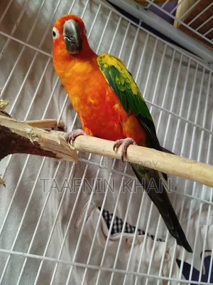 Sun Conure