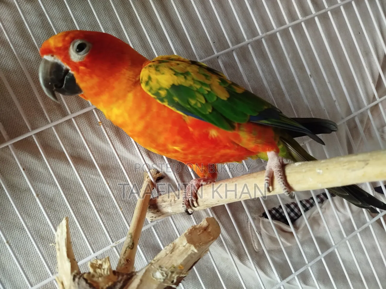 Sun Conure