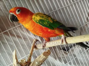 Sun Conure