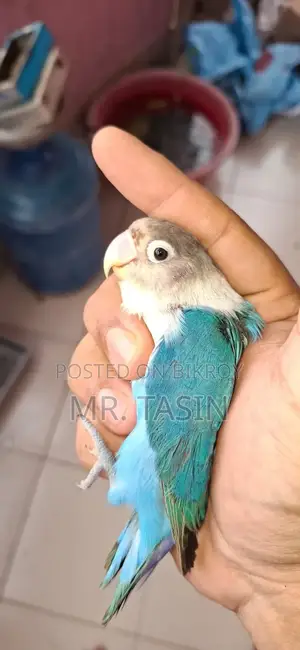 ইমার্জেন্সি সেল পোস্ট
