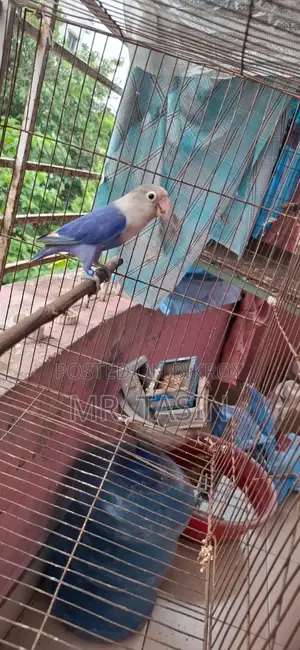 ইমার্জেন্সি সেল পোস্ট