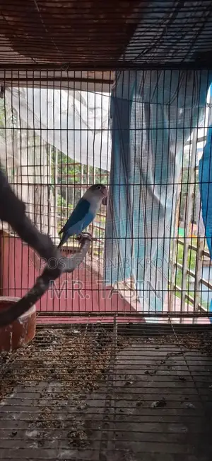 ইমার্জেন্সি সেল পোস্ট