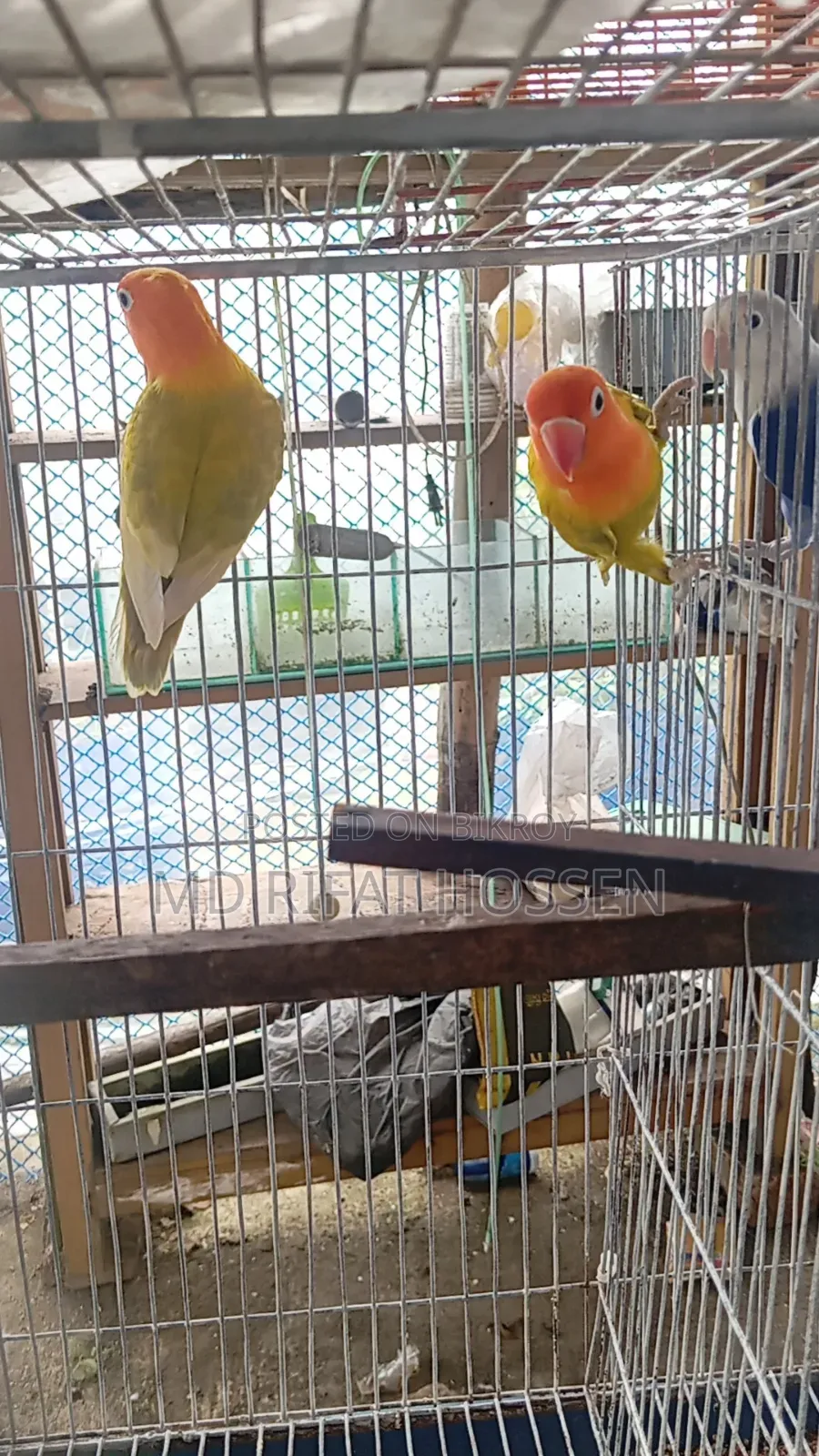 লাভ বার্ড অপালাইন ফিমেল