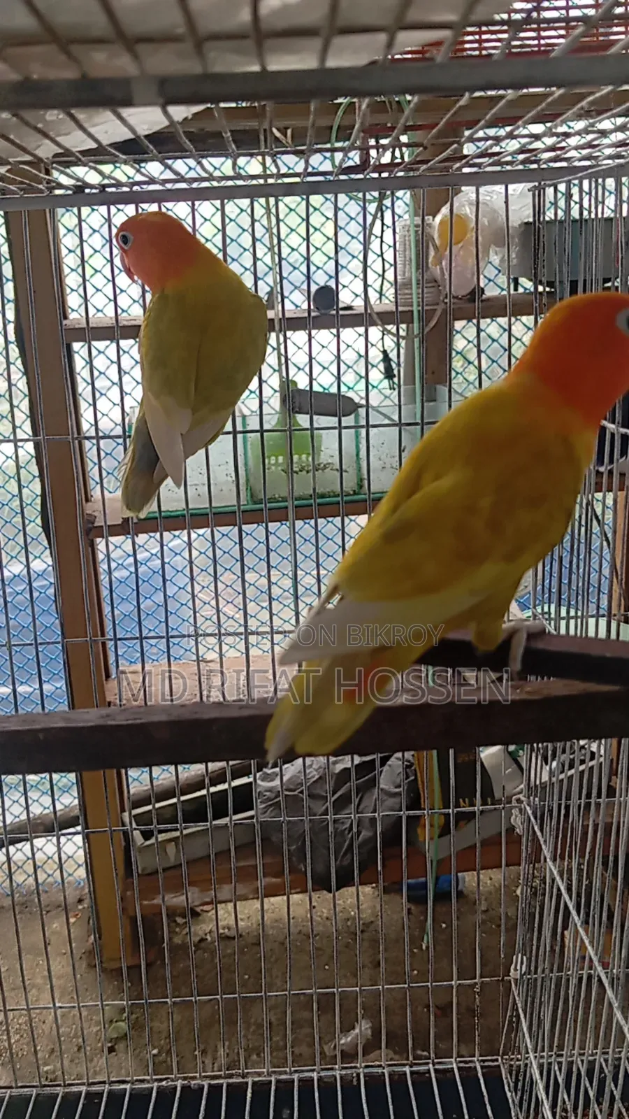 লাভ বার্ড অপালাইন ফিমেল