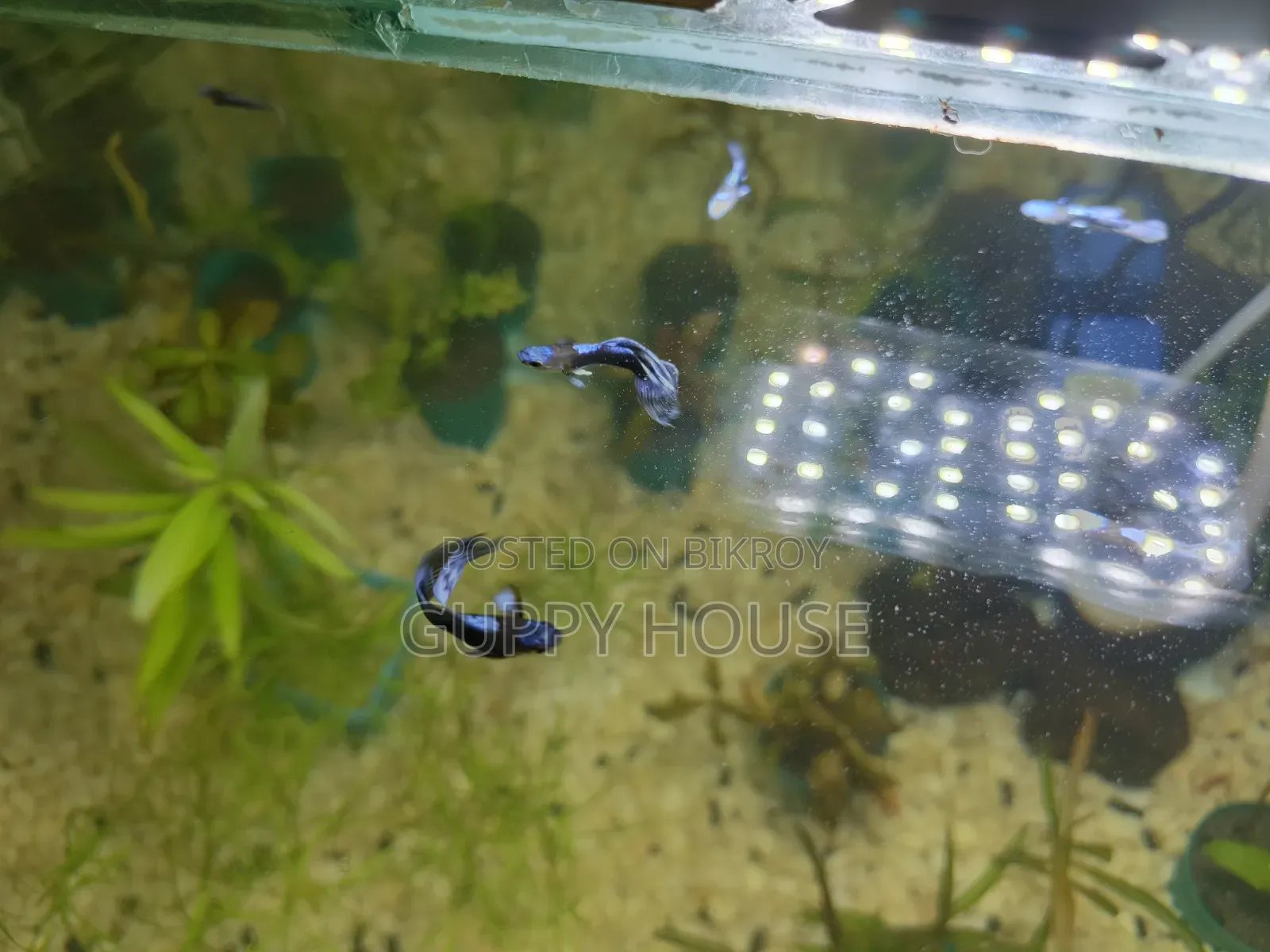 ব্লু হেড সামুরাই গাপ্পি/ ব্লু মস্কো গাপ্পি।
