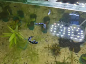 ব্লু হেড সামুরাই গাপ্পি/ ব্লু মস্কো গাপ্পি।