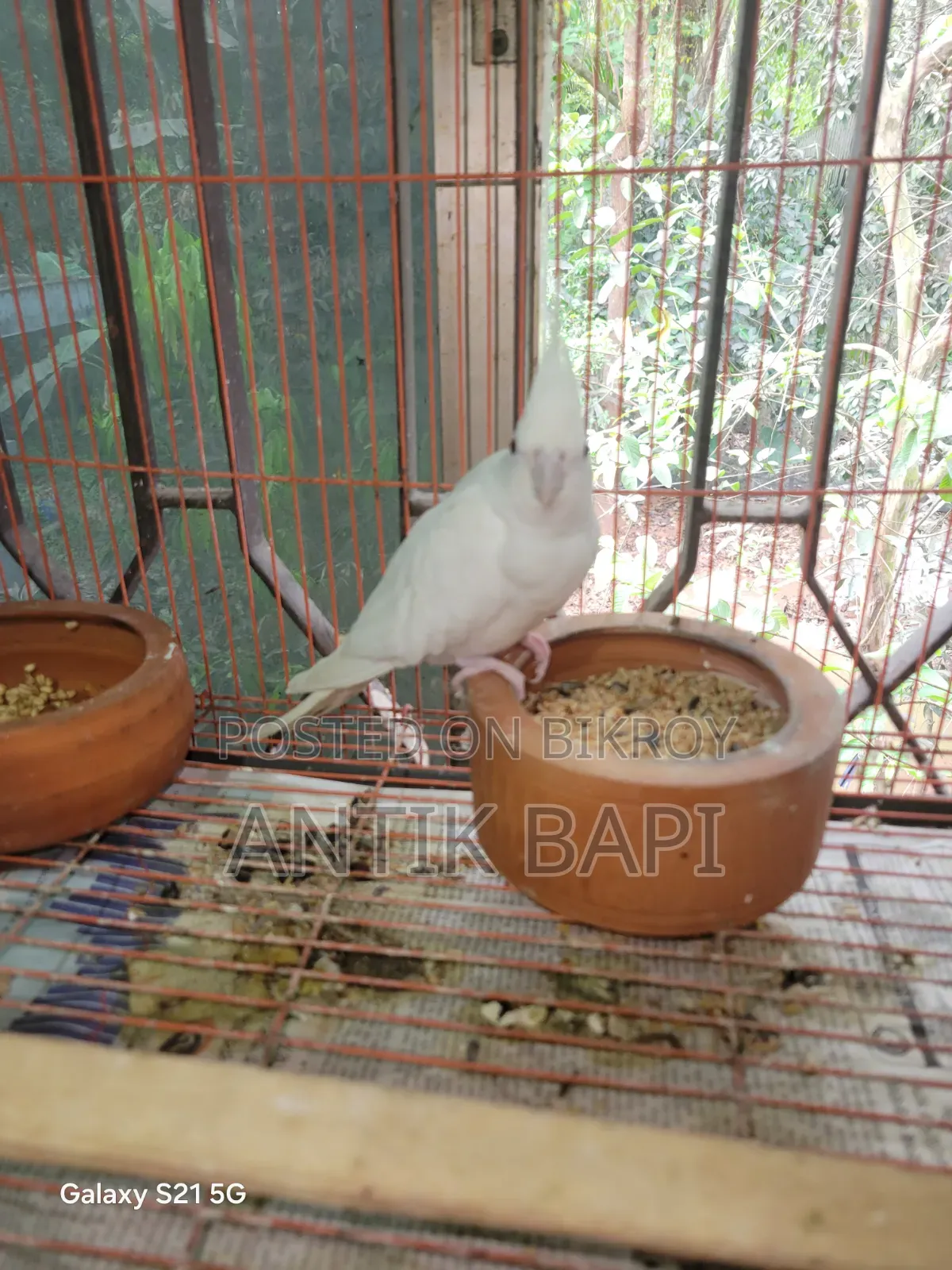 Albino Running Pair