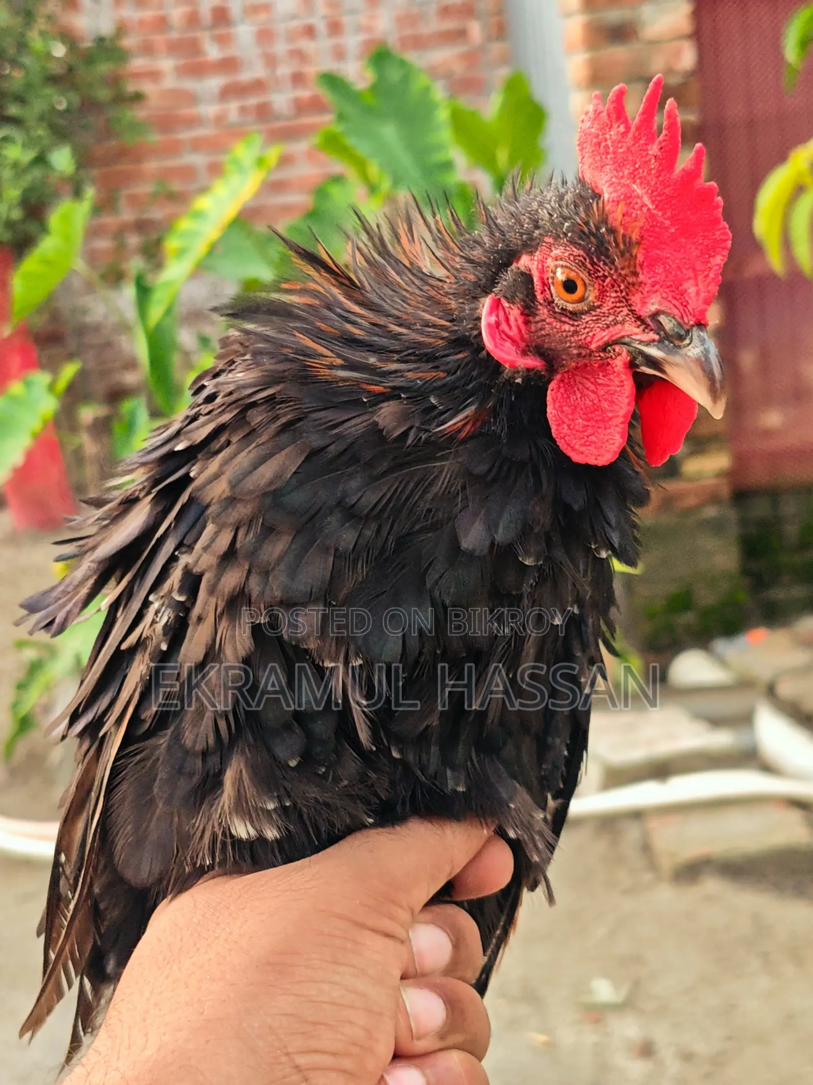 আকর্ষণীয় ফ্রিজেল (Frizzle) মোরগ বিক্রয় পোস্ট!