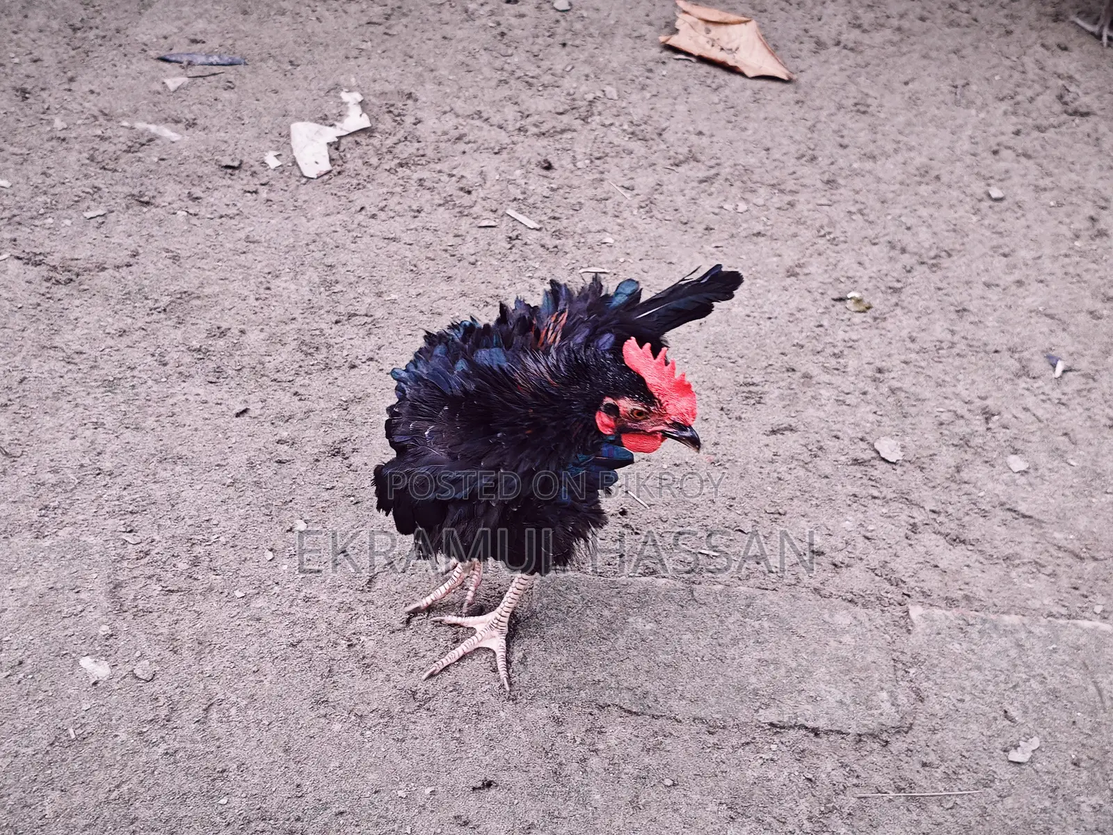 আকর্ষণীয় ফ্রিজেল (Frizzle) মোরগ বিক্রয় পোস্ট!