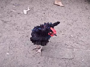 আকর্ষণীয় ফ্রিজেল (Frizzle) মোরগ বিক্রয় পোস্ট!