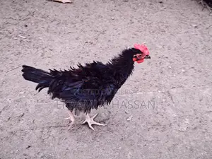 আকর্ষণীয় ফ্রিজেল (Frizzle) মোরগ বিক্রয় পোস্ট!
