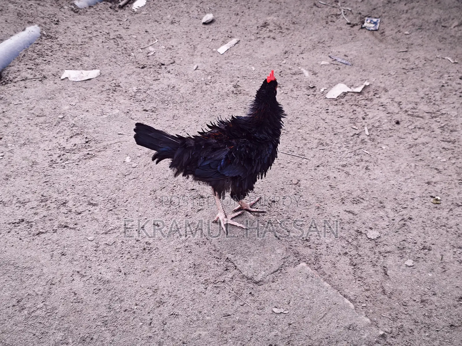 আকর্ষণীয় ফ্রিজেল (Frizzle) মোরগ বিক্রয় পোস্ট!