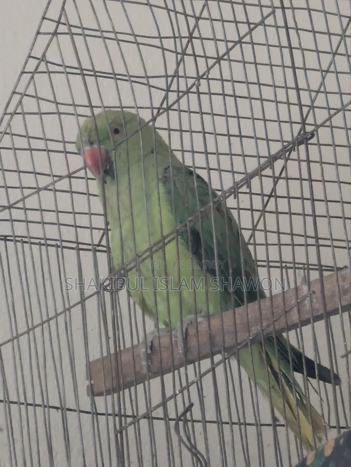 ইন্ডিয়ান রিংনেক