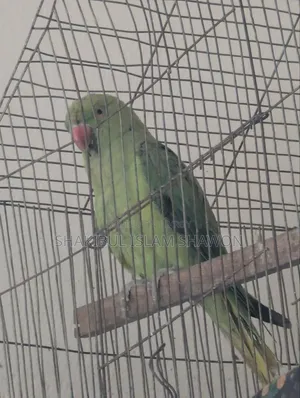 ইন্ডিয়ান রিংনেক