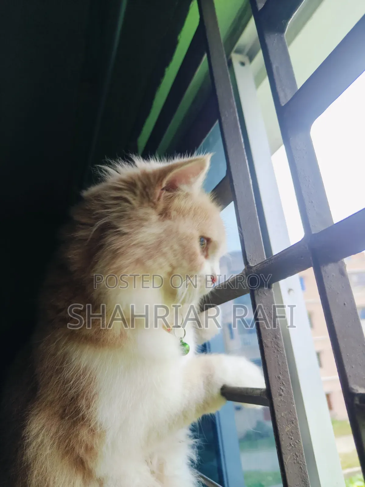 ৩-৬ মাসের মহিলা খাঁটি পার্সিয়ান