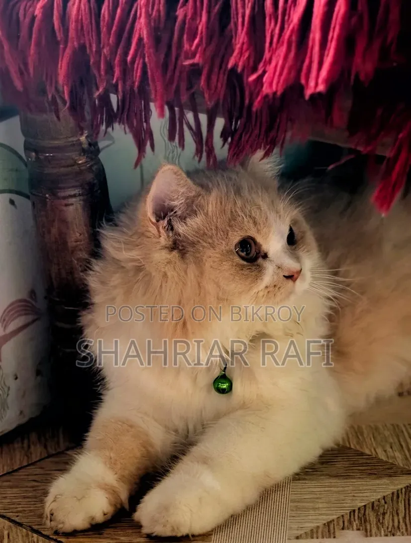 ৩-৬ মাসের মহিলা খাঁটি পার্সিয়ান