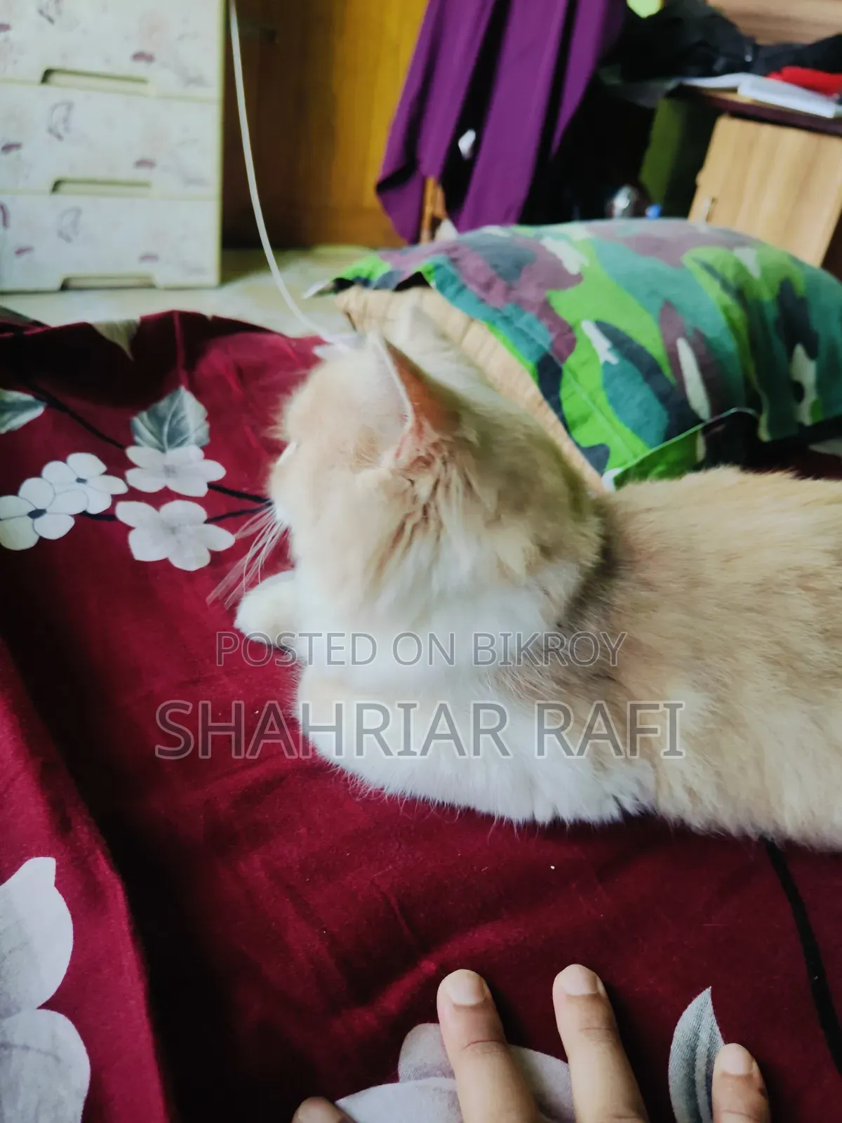 ৩-৬ মাসের মহিলা খাঁটি পার্সিয়ান