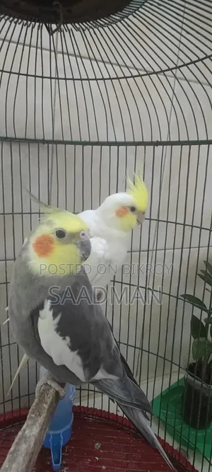 Cockatiel Bird Pair for Sale