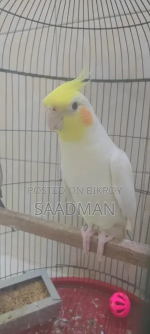 ককাটেল পাখির জোড়া বিক্রি