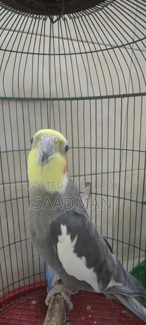 ককাটেল পাখির জোড়া বিক্রি