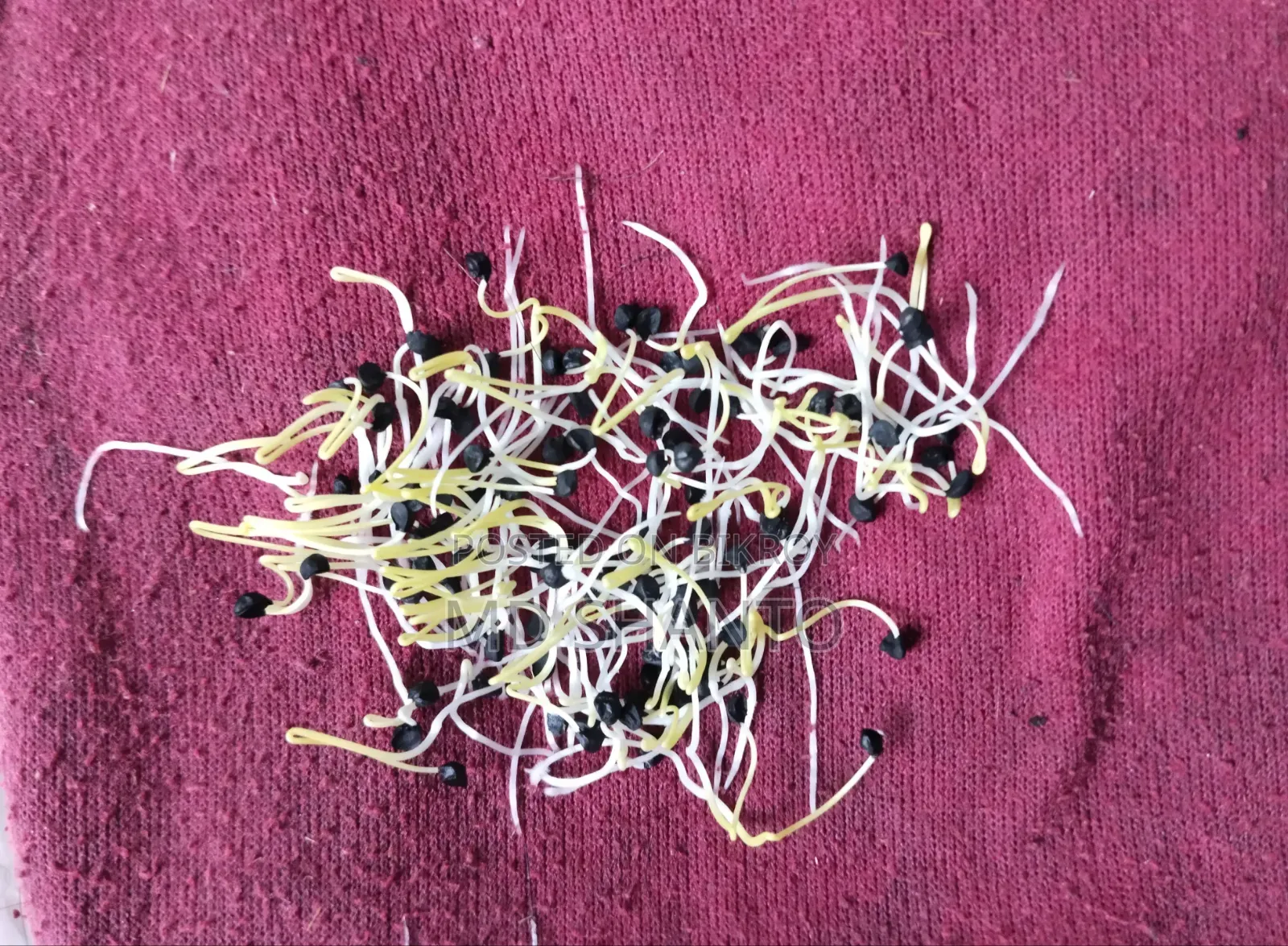 Onion Seed (Local)