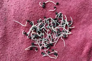 Onion Seed (Local)