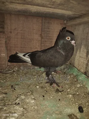 কবুতার সেল
