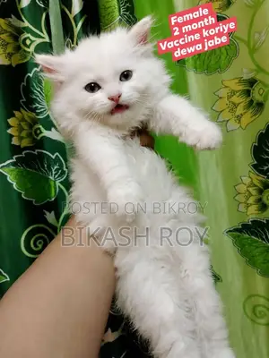 ১-৩ মাসের মহিলা খাঁটি পার্সিয়ান