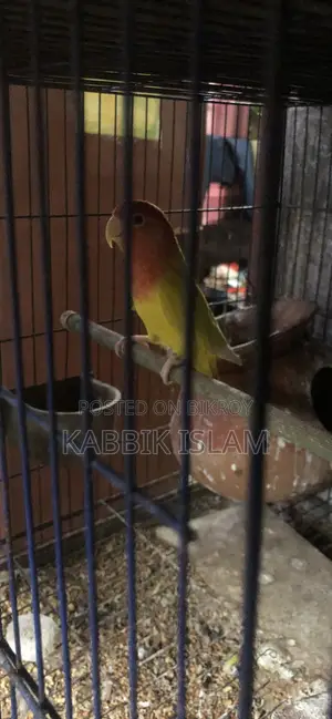 রেডহেড লুটিনো অপালিন