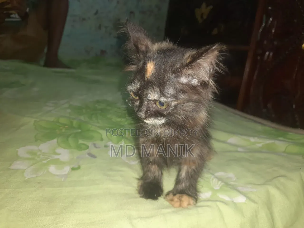 1-3 Months Female Purebred Persian