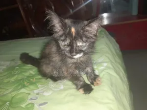 1-3 Months Female Purebred Persian