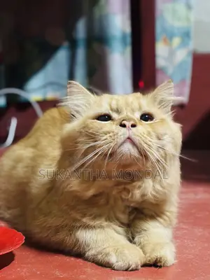 6-12 Months Male Mixed Breed Persian