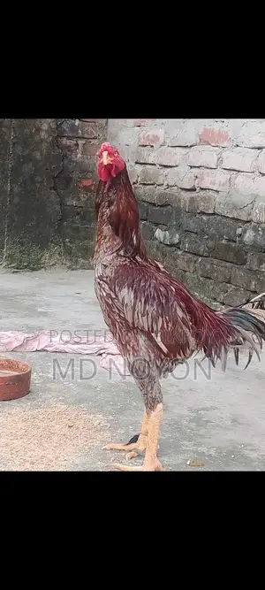 High Quality Long and Strong Asil Rooster (High Quality Asil Rooster)