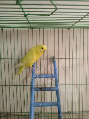 Budgerigar Bird Female.