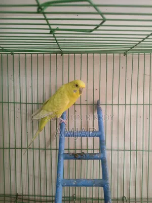 Budgerigar Bird Female.
