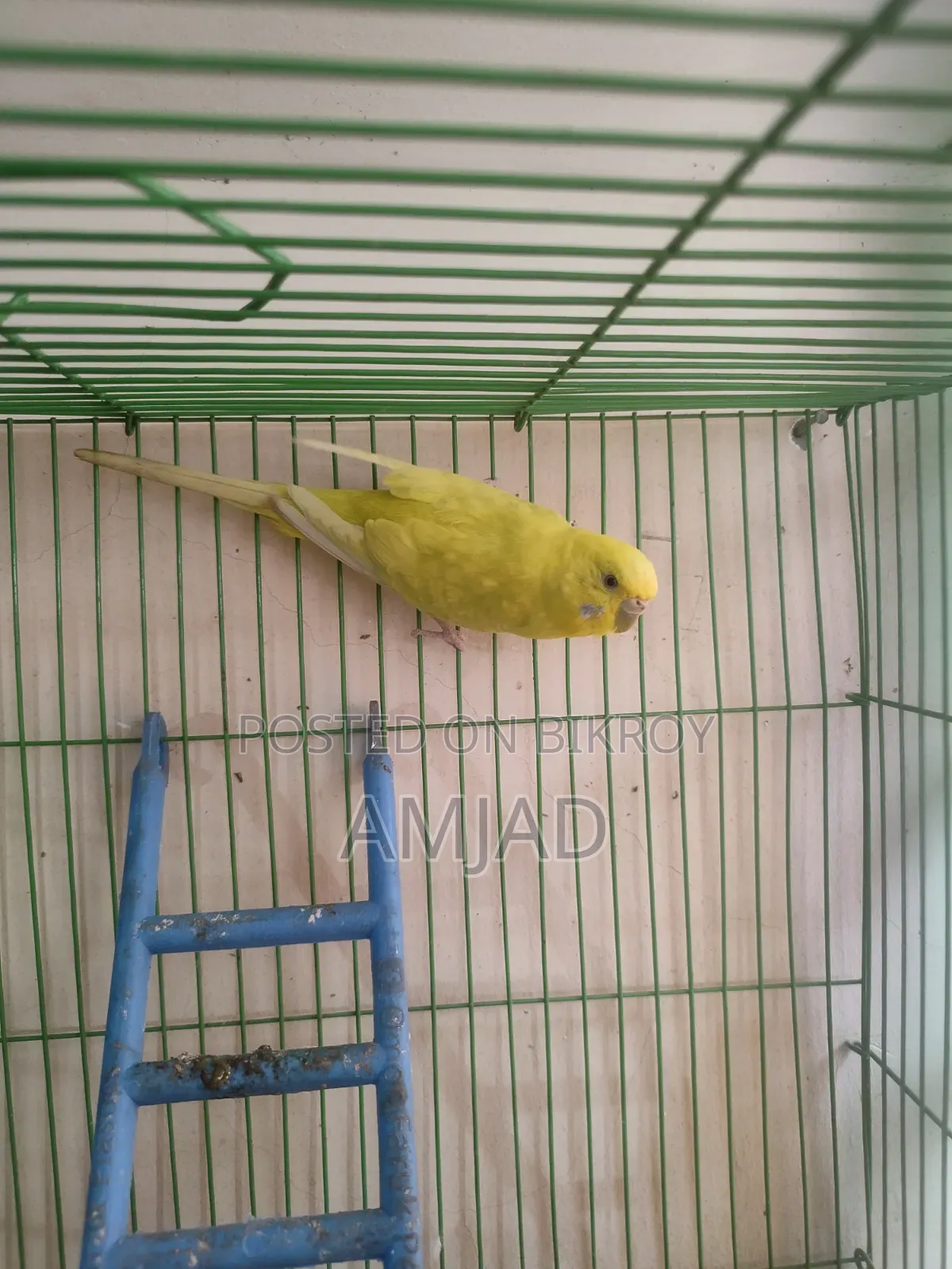 Budgerigar Bird Female.